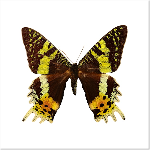 Beautiful Madagascan sunset moth Wall Art by Blue Butterfly Designs 